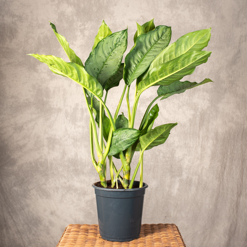 Aglonema 'Freedman' | Duża