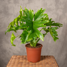 Filodendron 'Lickety split' | Tomaszewski