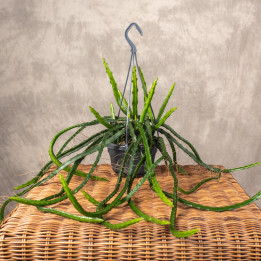 Rhipsalis Selenicereus wercklei Atropilosus | Tomaszewski