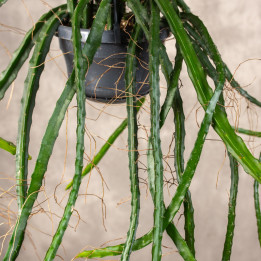 Rhipsalis Selenicereus wercklei Atropilosus | Tomaszewski