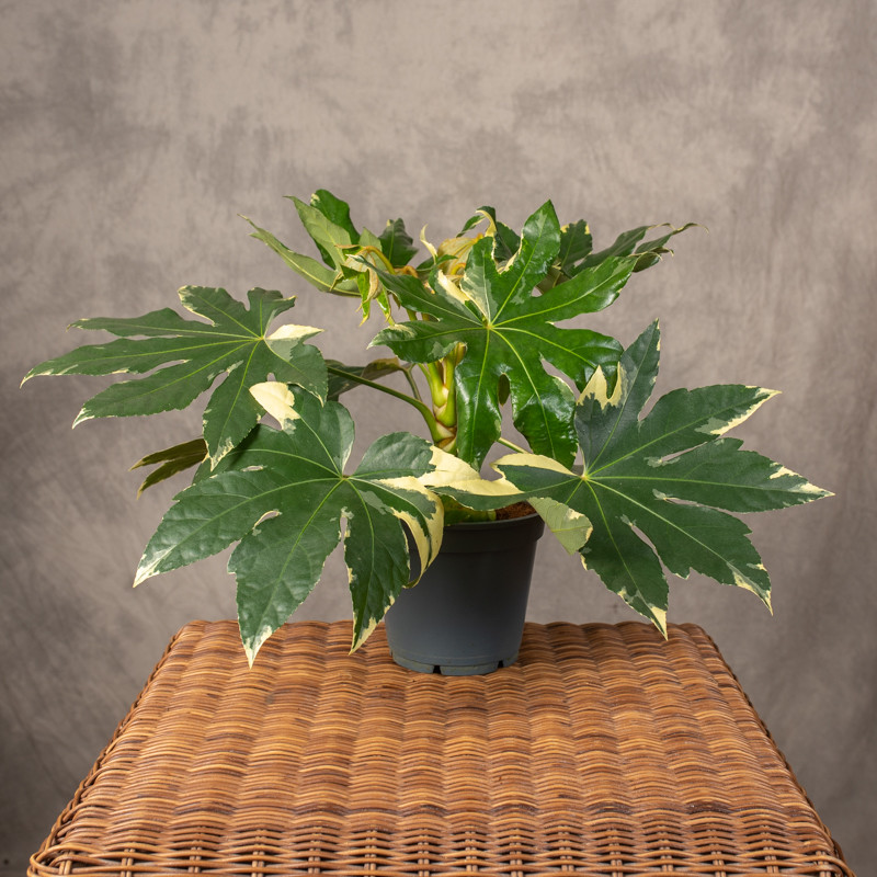 Fatsja japońska 'Variegata'