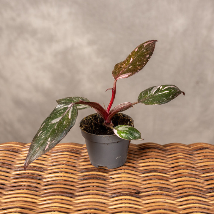 Filodendron 'Pink Princess Marble' | Tomaszewski