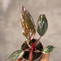 Filodendron 'Pink Princess Marble' | Tomaszewski