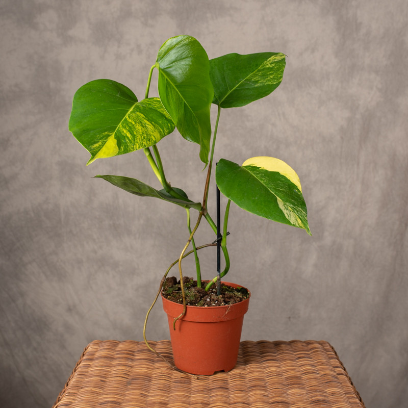 Monstera deliciosa 'Aurea'