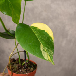 Monstera deliciosa 'Aurea' | Tomaszewski