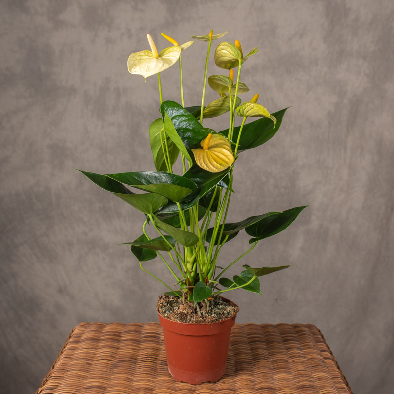 Anturium 'Vanilla'