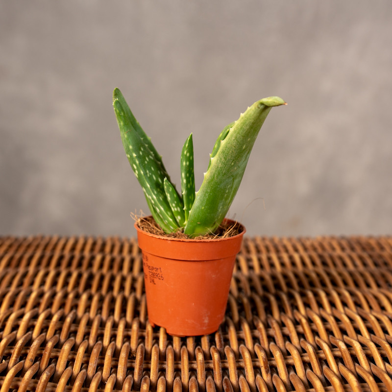 Aloes leczniczy | Mini