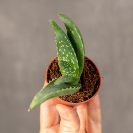 Aloes leczniczy | Tomaszewski