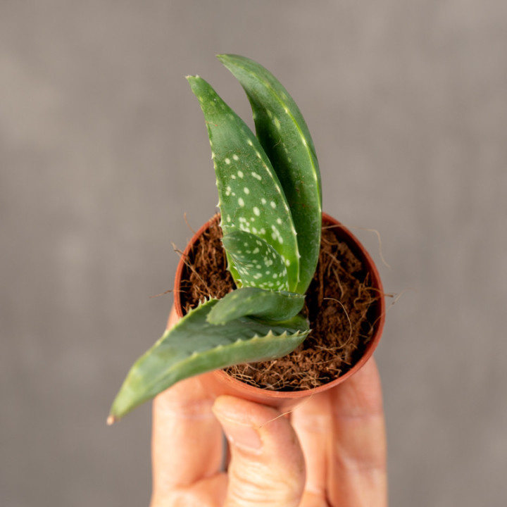 Aloes leczniczy | Tomaszewski