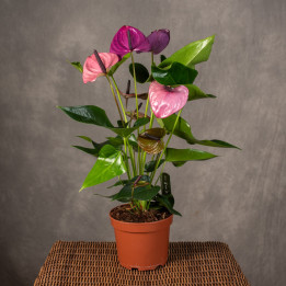 Anturium 'Baby Purple' | Fioletowe anturium z grupy andreanum