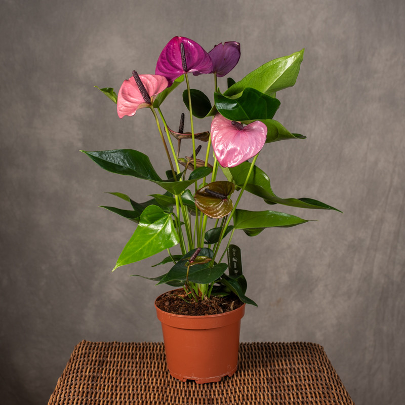 Anturium 'Louisiana'