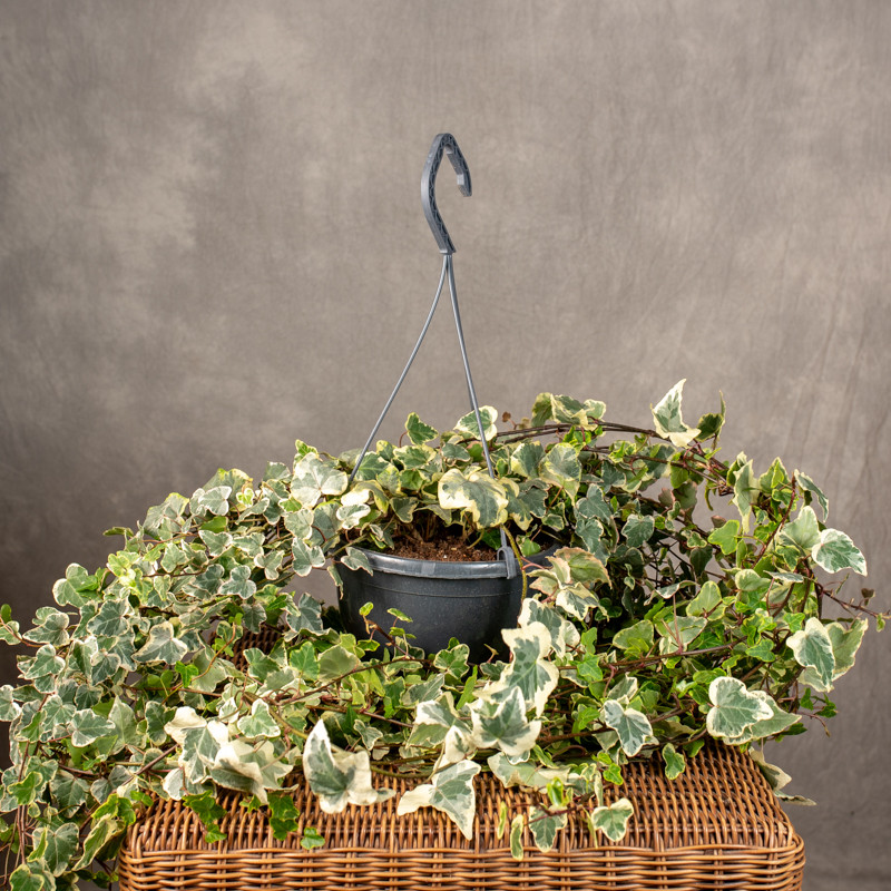 Bluszcz hedera 'White...