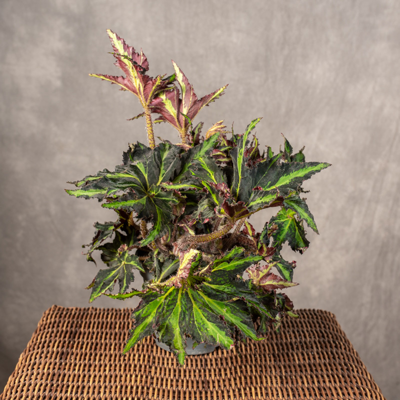 Begonia 'Magic Colours Lion...