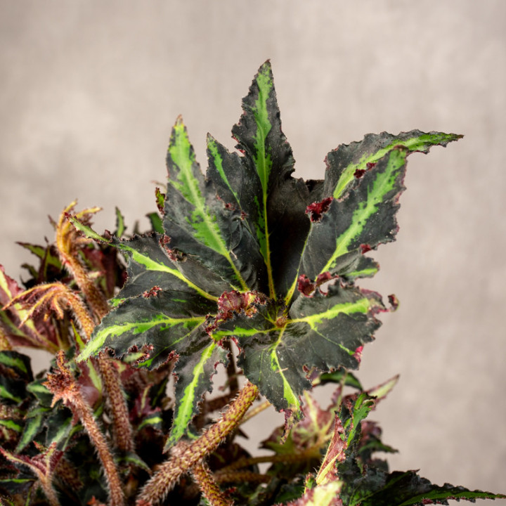 Begonia 'Magic Colours Lion Dance' | Tomaszewski