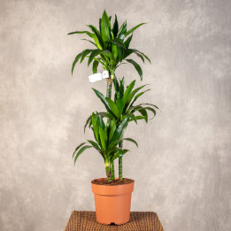 Dracena 'Janet Craig' 3-pędowa | Tomaszewski