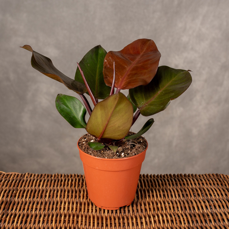Filodendron 'Imperial Red'...