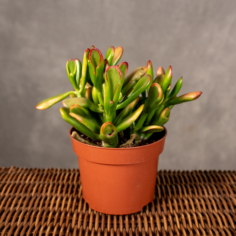 Grubosz 'Red Horn Tree'