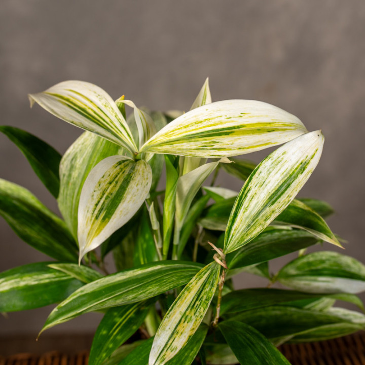 Dracena surculosa 'Silver' | Tomaszewski