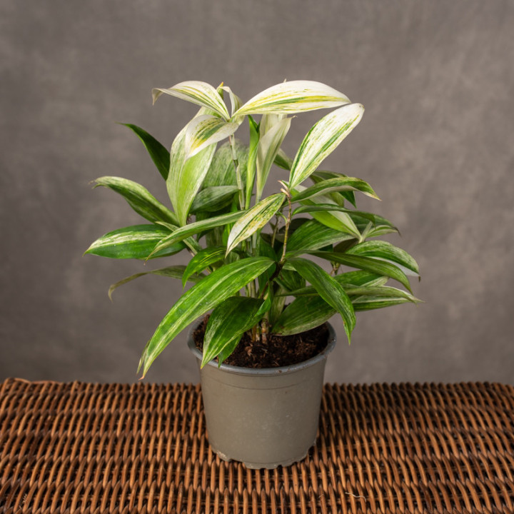 Dracena surculosa 'Silver' | Tomaszewski