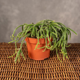 Rhipsalis 'Horrida' | Tomaszewski