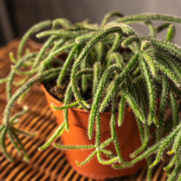 Rhipsalis 'Horrida' | Tomaszewski