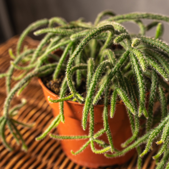Rhipsalis 'Horrida' | Tomaszewski