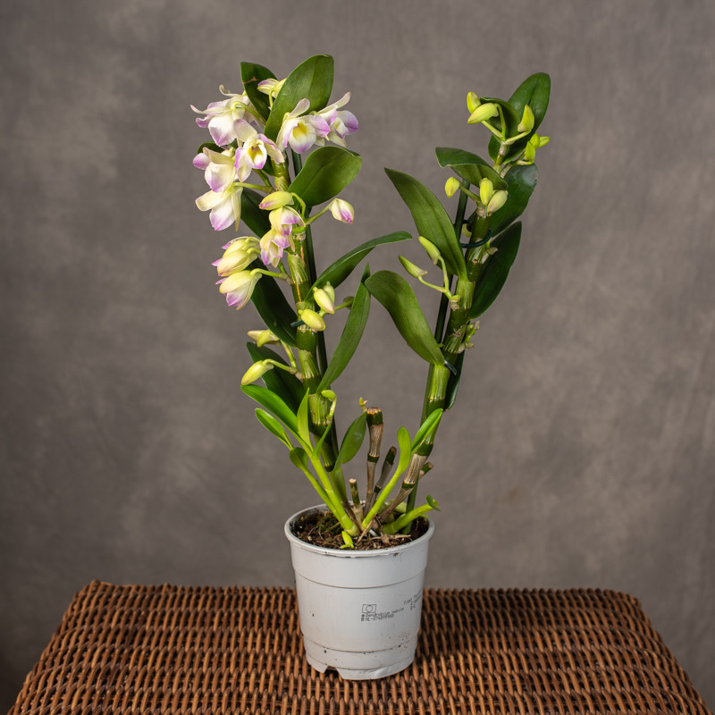 Dendrobium nobile 'Spring...