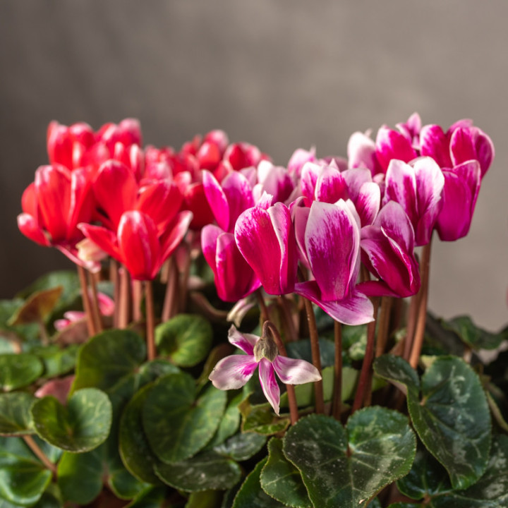 Cyclamen 'Fuji garden' | Tomaszewski