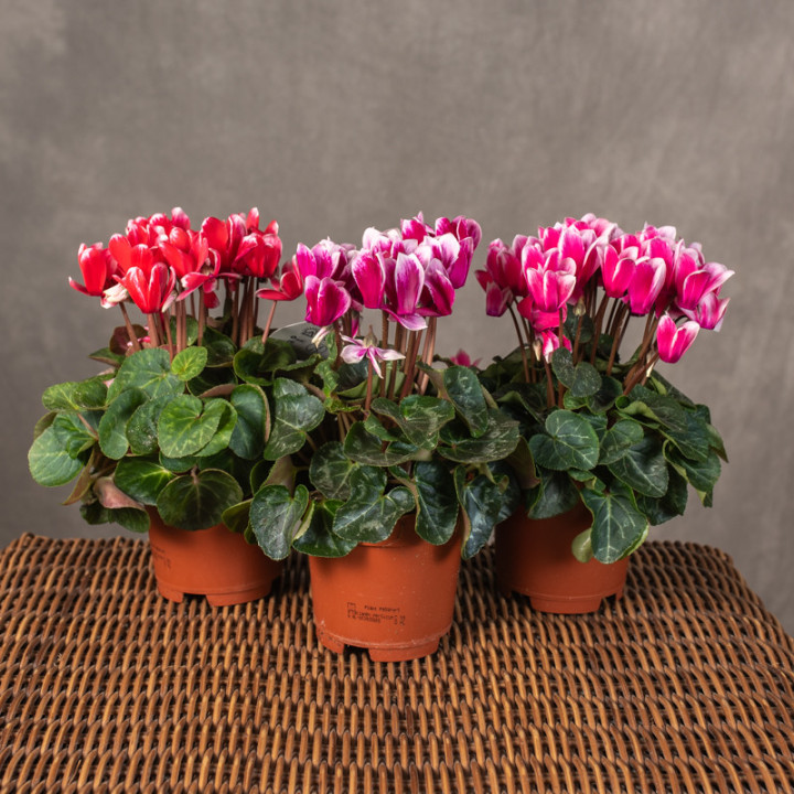 Cyclamen 'Fuji garden' | Tomaszewski