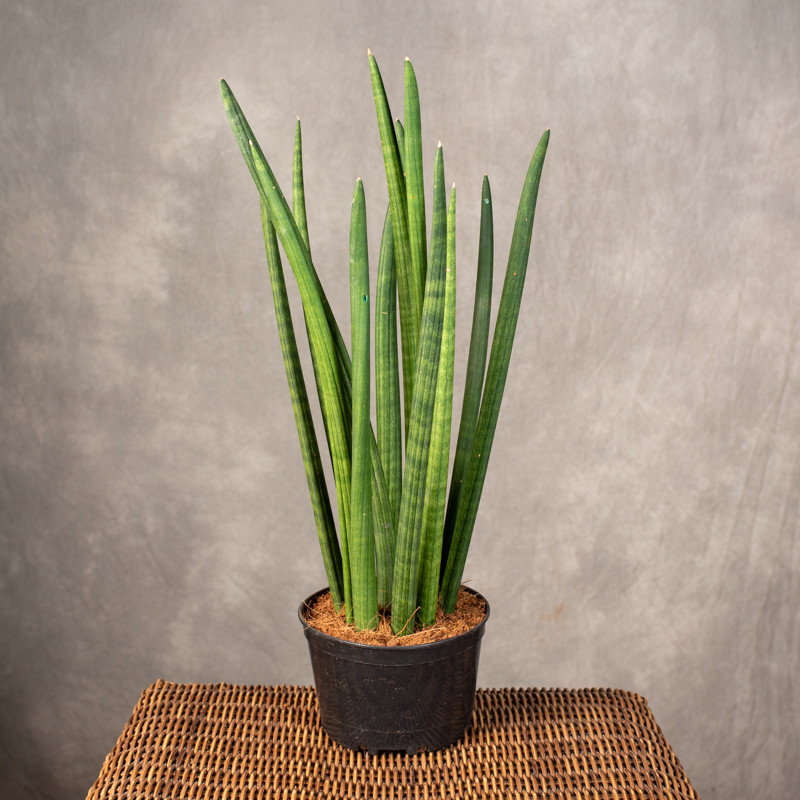 Sansewieria cylindryczna