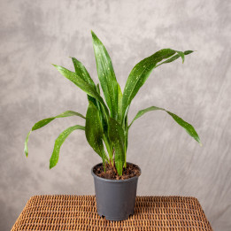 Aspidistra 'Milky Way' | Tomaszewski
