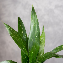 Aspidistra 'Milky Way' | Tomaszewski