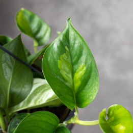 Epipremnum 'Global Green' | Wiszący | Tomaszewski