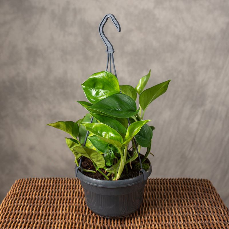 Epipremnum 'Global Green' |...