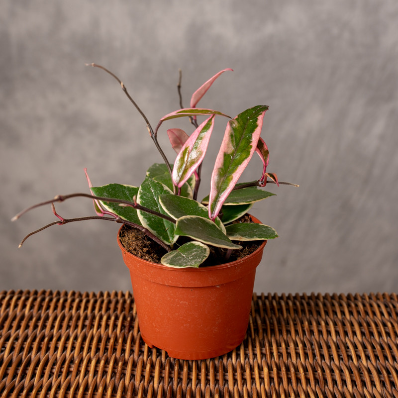 Hoja 'Flamingo Dream'