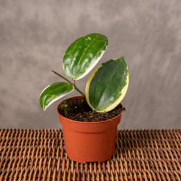 Hoja Macrophylla 'Albo Round Leaf' | Tomaszewski