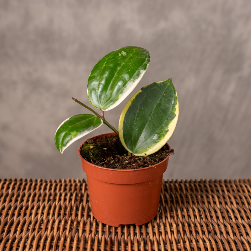 Hoja Macrophylla 'Albo...