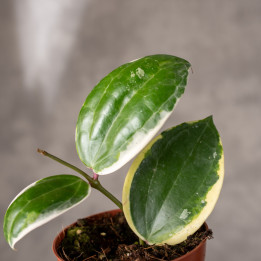 Hoja Macrophylla 'Albo Round Leaf' | Tomaszewski