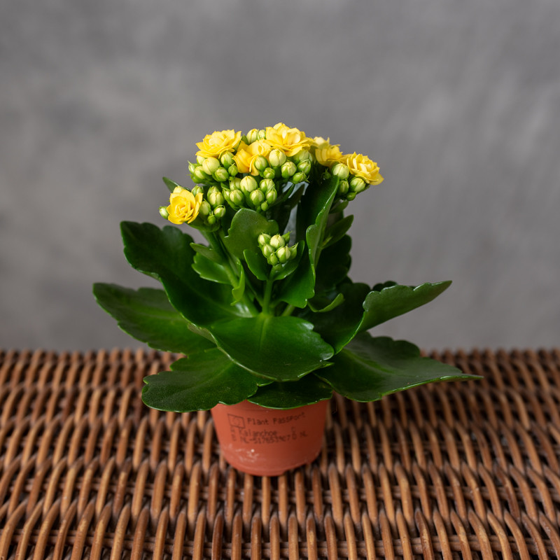 Kalanchoe żółte | Mini