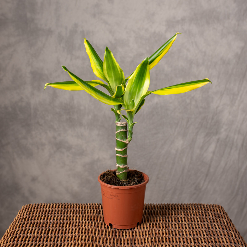 Dracena 'Golden King' | Mała
