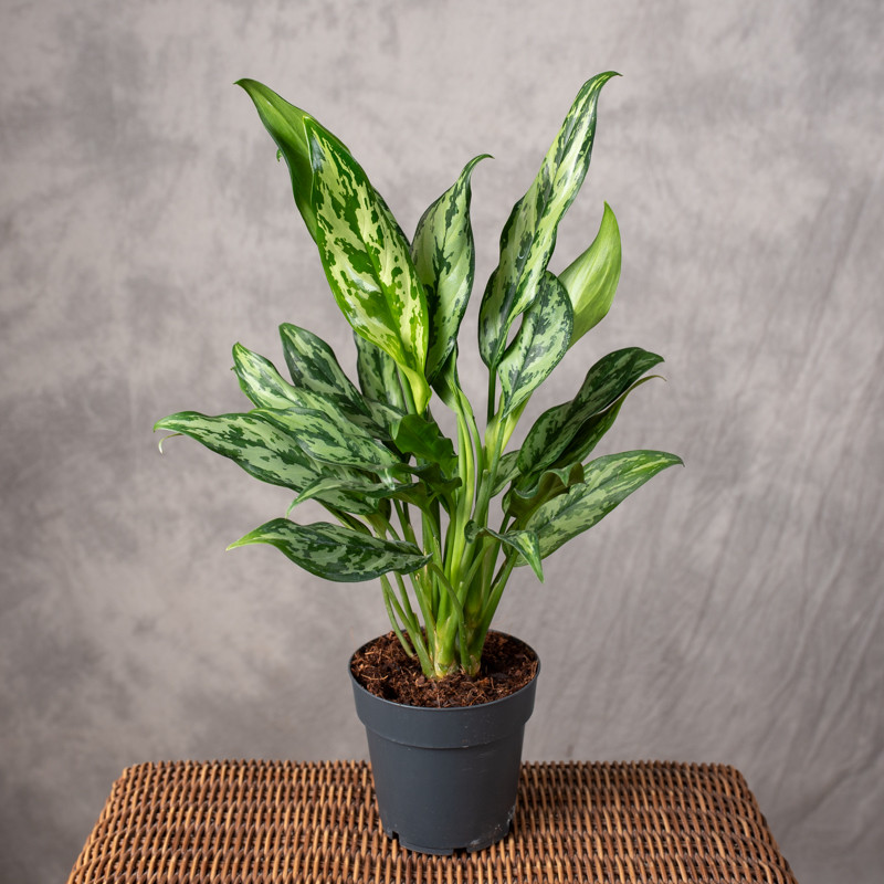Aglonema 'Miss Julliette'