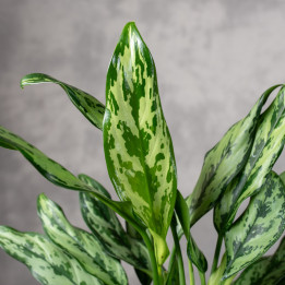 Aglonema 'Miss Julliette' | Tomaszewski
