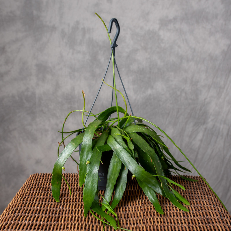 Pseudorhipsalis Ramulosa...