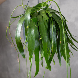 Pseudorhipsalis Ramulosa 'hanging' | Tomaszewski