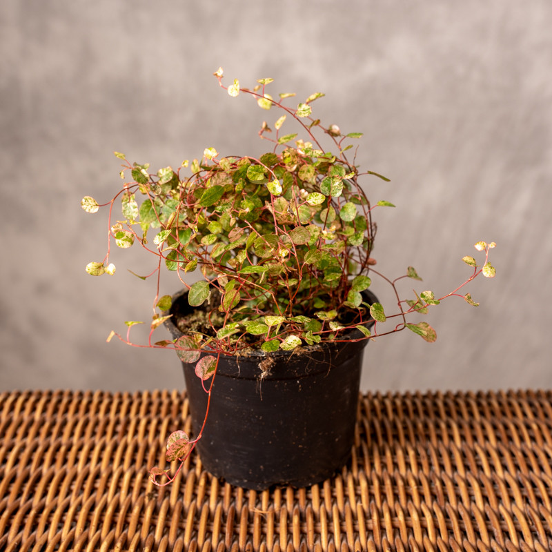 Mulenbekia complexa 'Pink...