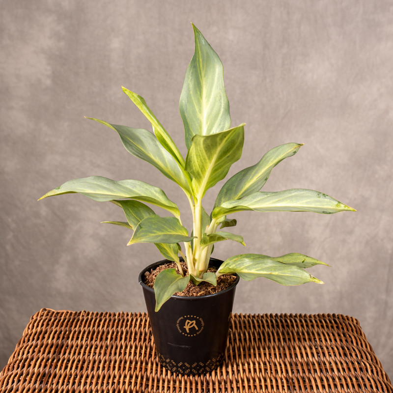 Aglonema 'Aqua Green'
