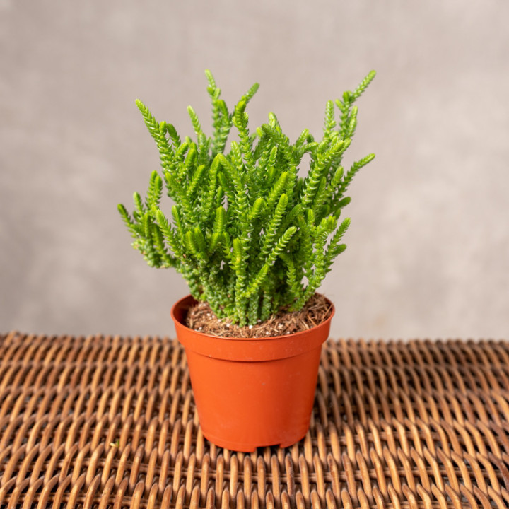 Grubosz widłakowaty | Tomaszewski