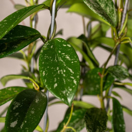 Hoja carnosa 'Silver Spot' | Tomaszewski