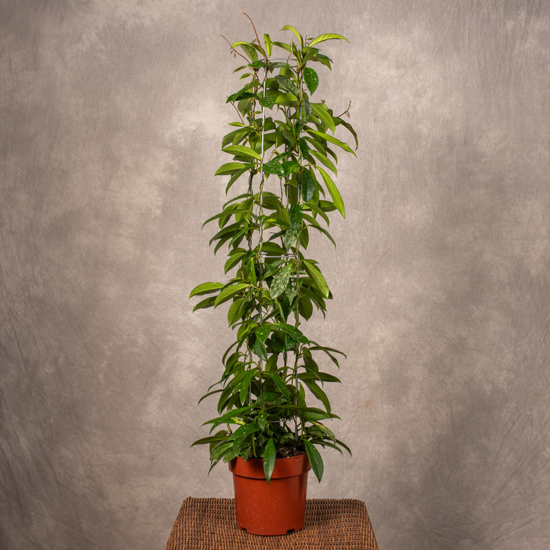 Hoja carnosa 'Silver Spot'...