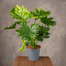 Filodendron 'Little Hope' | Tomaszewski